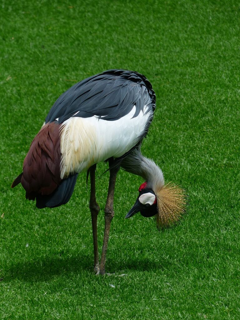 crane, nature, bird