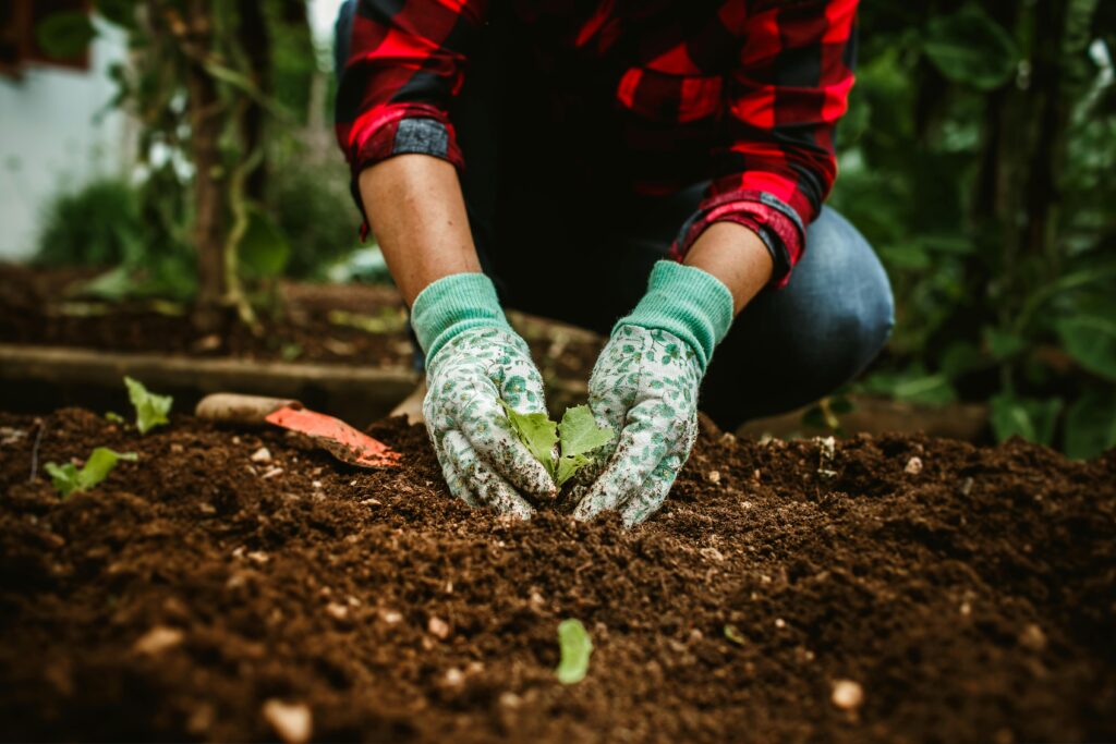 Close-up of hands planting a seedling in a garden bed, signifying growth.