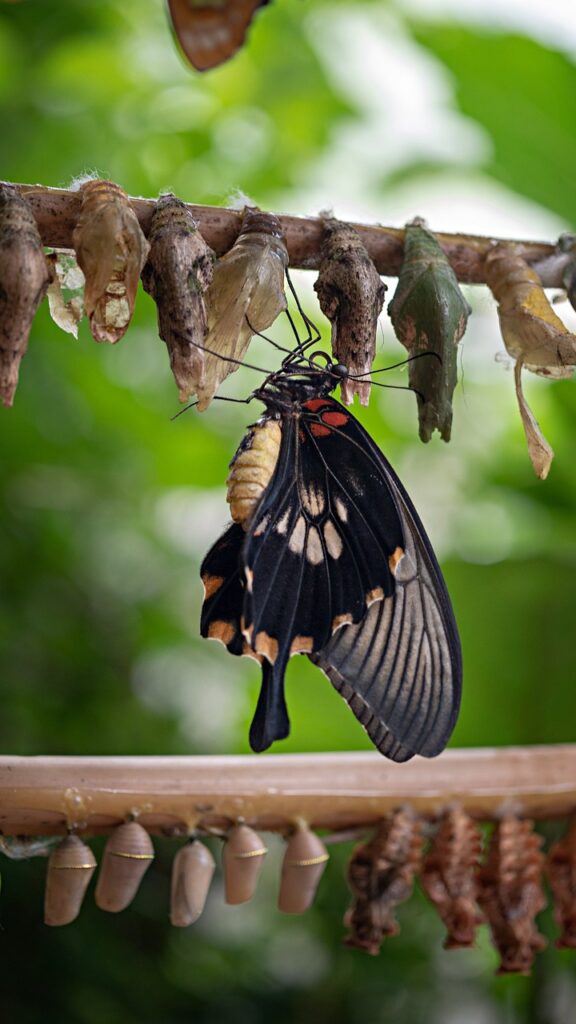 butterfly, insect, butterflies