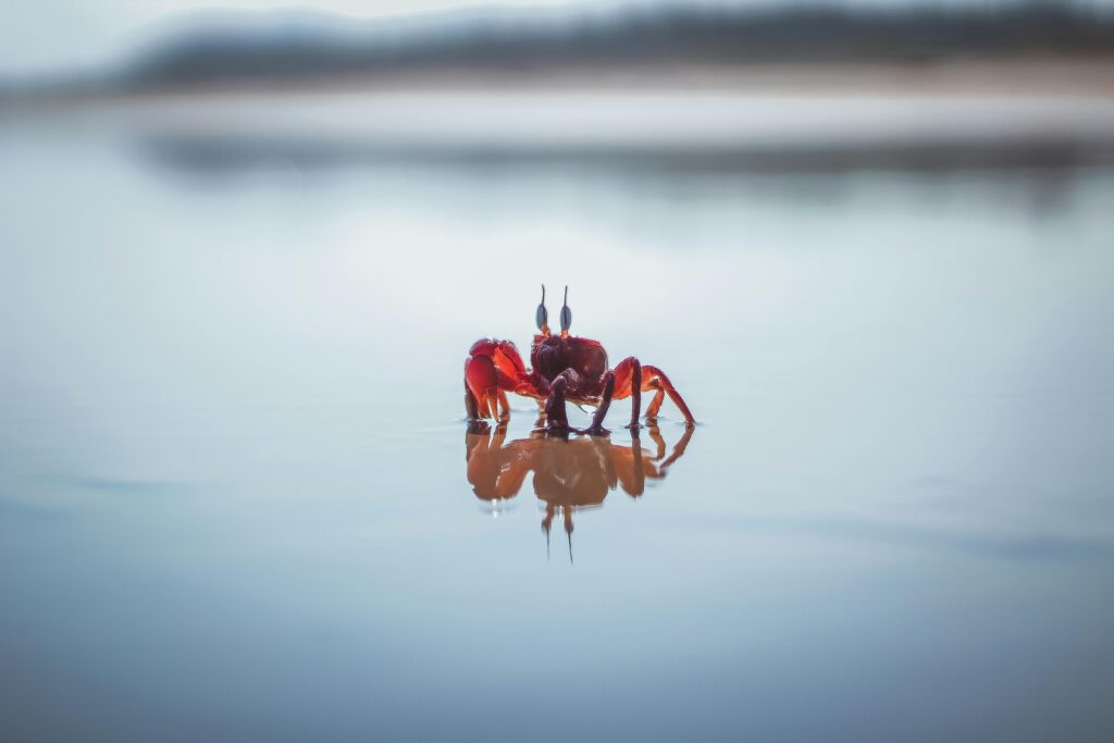 Close-up of a red crab at the seashore reflecting in calm water.