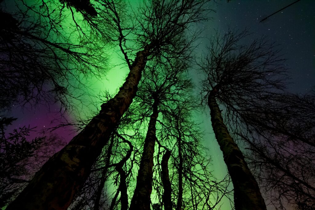 Capture of the vibrant aurora borealis with silhouetted trees under a starry night sky.