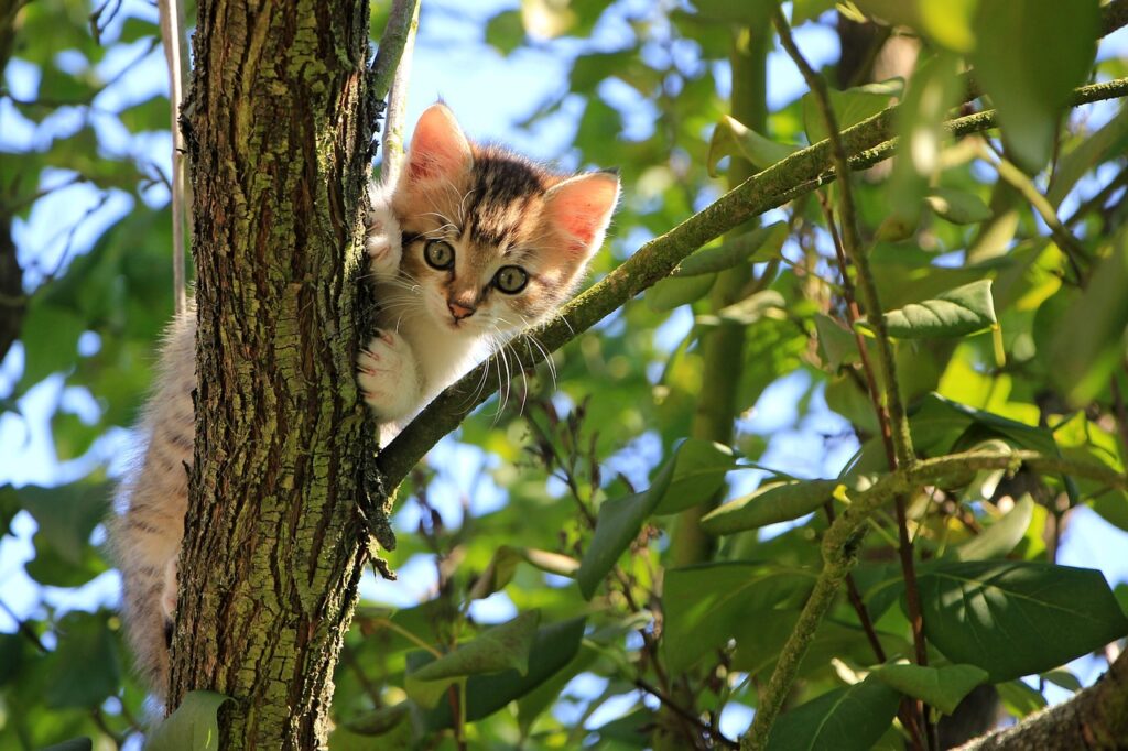 cat, kitten, tree, curious, tabby, feline, animal, domestic, domestic cat, cat portrait, curious cat, mammal, cat, nature, cat, cat, pet, cat, cat