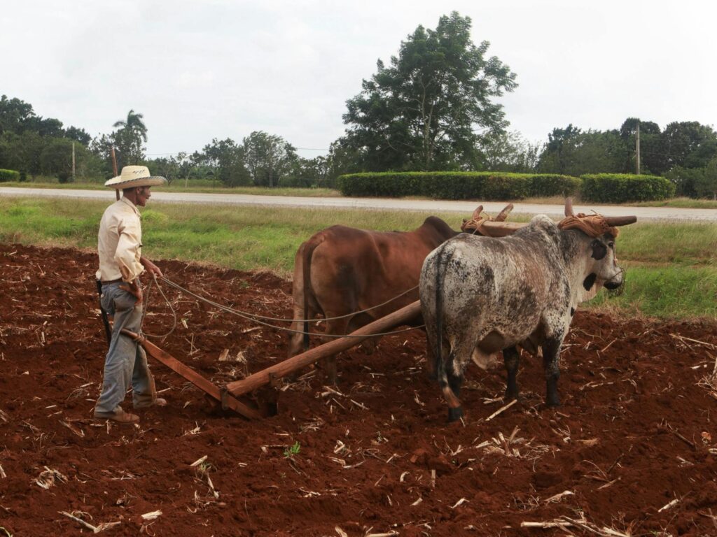 pexels-photo-11500182-11500182 Farmer plowing field with oxen in rural setting, showcasing traditional agriculture.
