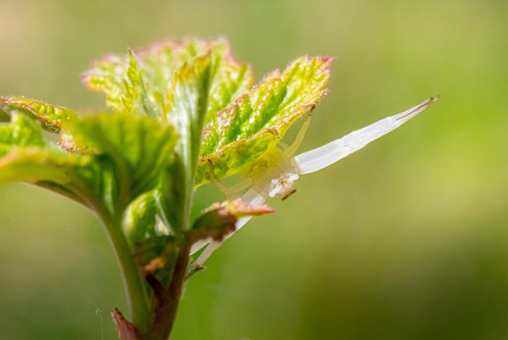 Macro shot of a translucent white spider resting on vibrant green leaves.