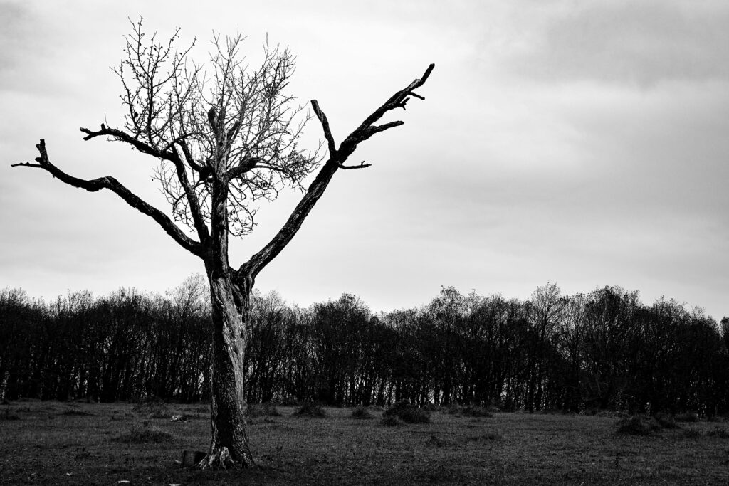 pexels-photo-29884577-29884577 A striking black and white photo of a solitary tree against a forest backdrop in Bolu, Türkiye.