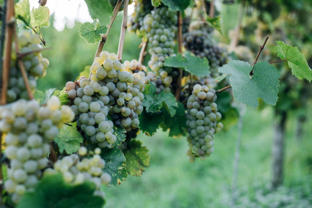 pexels-photo-5644323-5644323 A bountiful vineyard with clusters of ripe grapes hanging from lush green vines, perfect for winemaking.