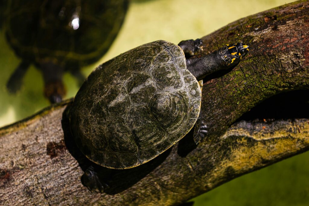 pexels-photo-29964192-29964192 A close-up shot of a turtle resting on a log, taken in natural sunlight outdoors.