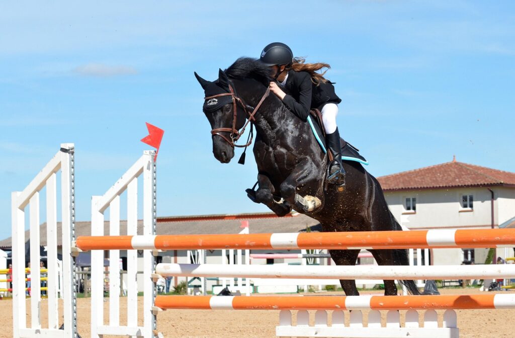 horse, nature, horse riding, jumping obstacle, sport