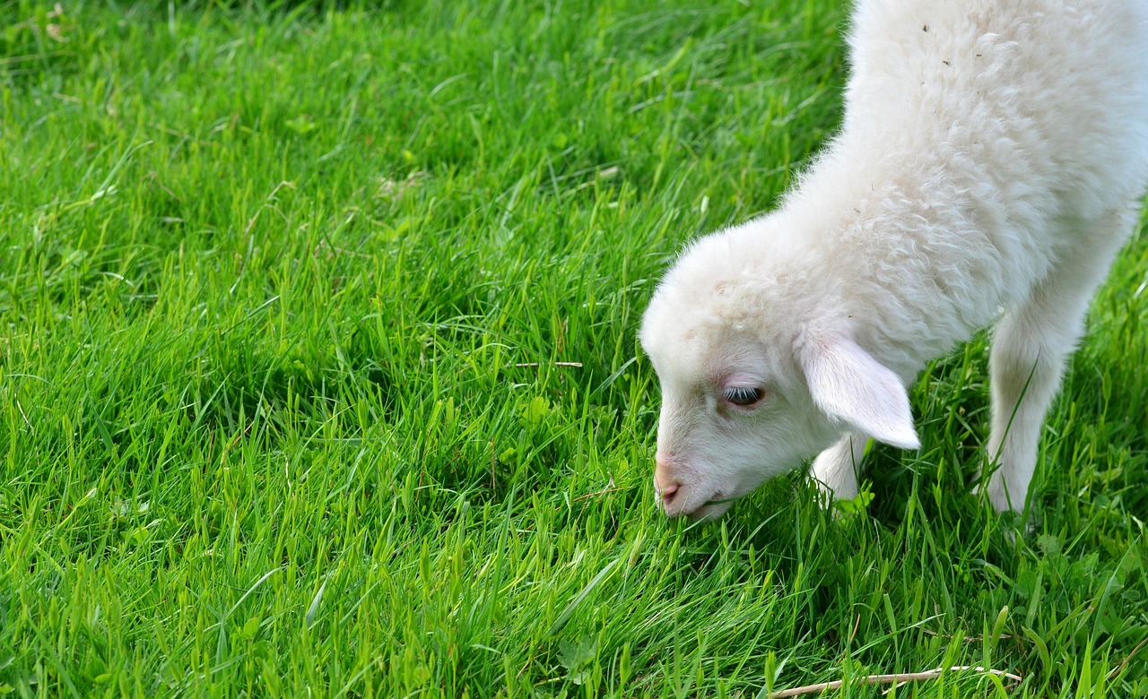 sheep, lamb, cub, animal child, graze, wolf down, grass, meadow, pasture, nature, field, animal, psalm 23, mammal, sheep, sheep, lamb, psalm 23, psalm 23, psalm 23, psalm 23, psalm 23