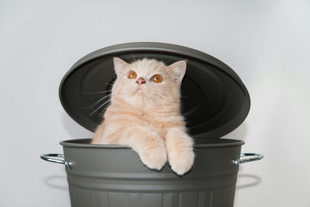 pexels-photo-16597602-16597602 A curious Scottish Fold kitten playfully peeks out from a trash can. Cute and amusing pet portrait.