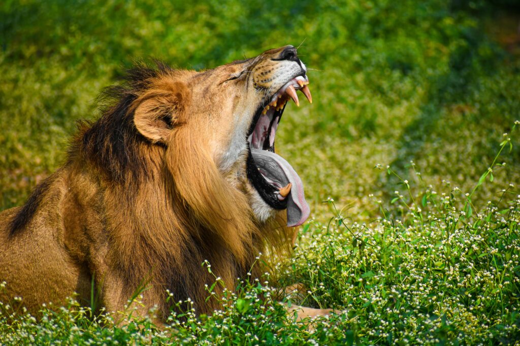 pexels-photo-17617567-17617567 A powerful lion yawns majestically in the vibrant greenery of Mysuru, India.