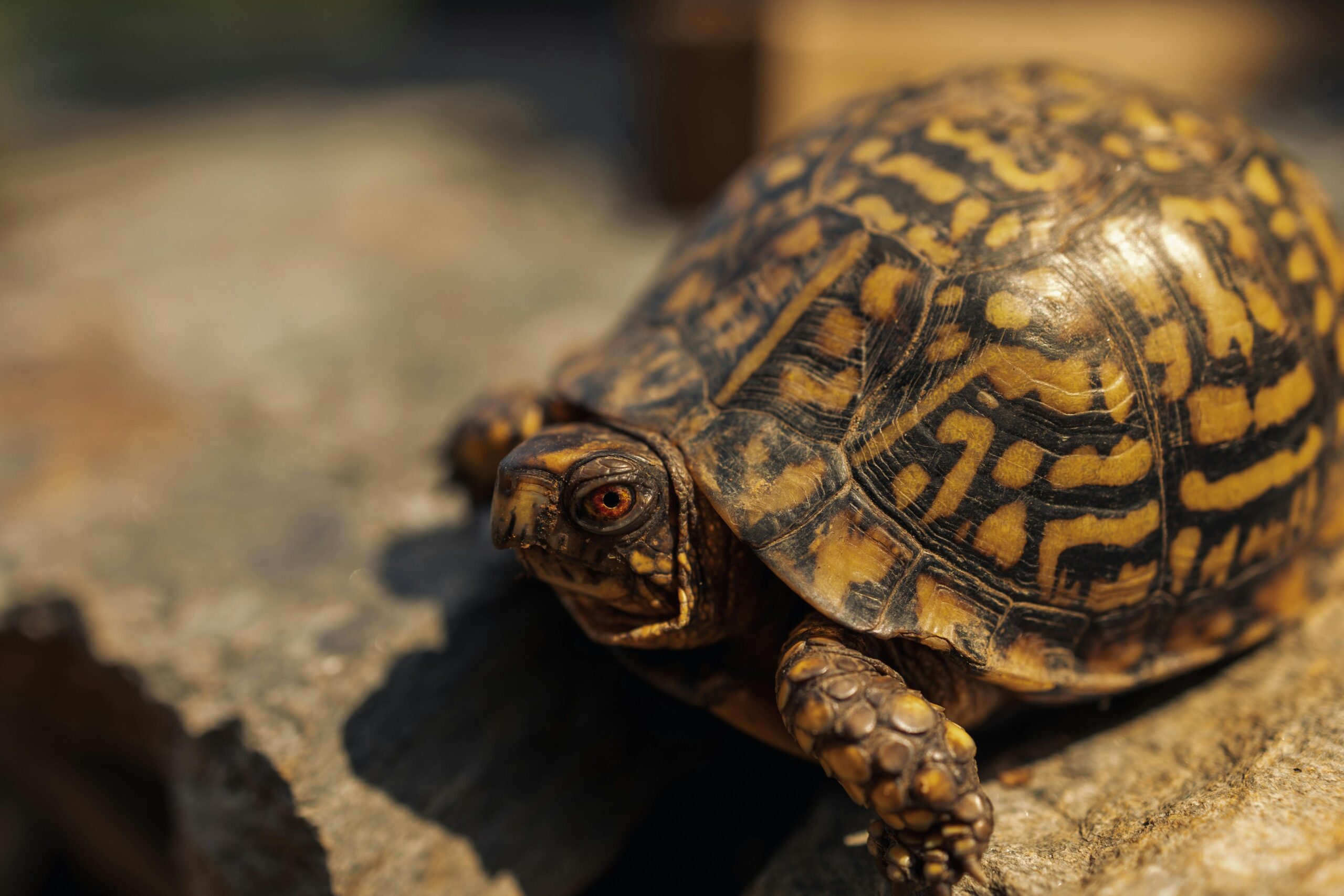 Detailed close-up of an Eastern Box Turtle (Terrapene carolina) basking on a sunlit rock surface.