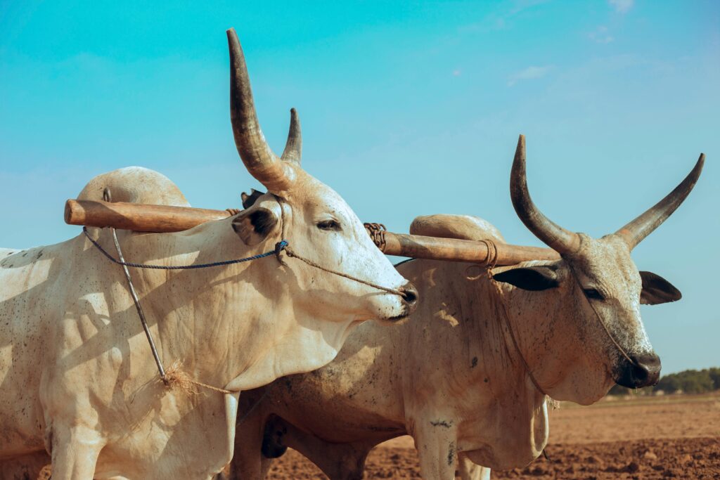 Two oxen standing in a field with a clear blue sky, depicting a serene rural scene.