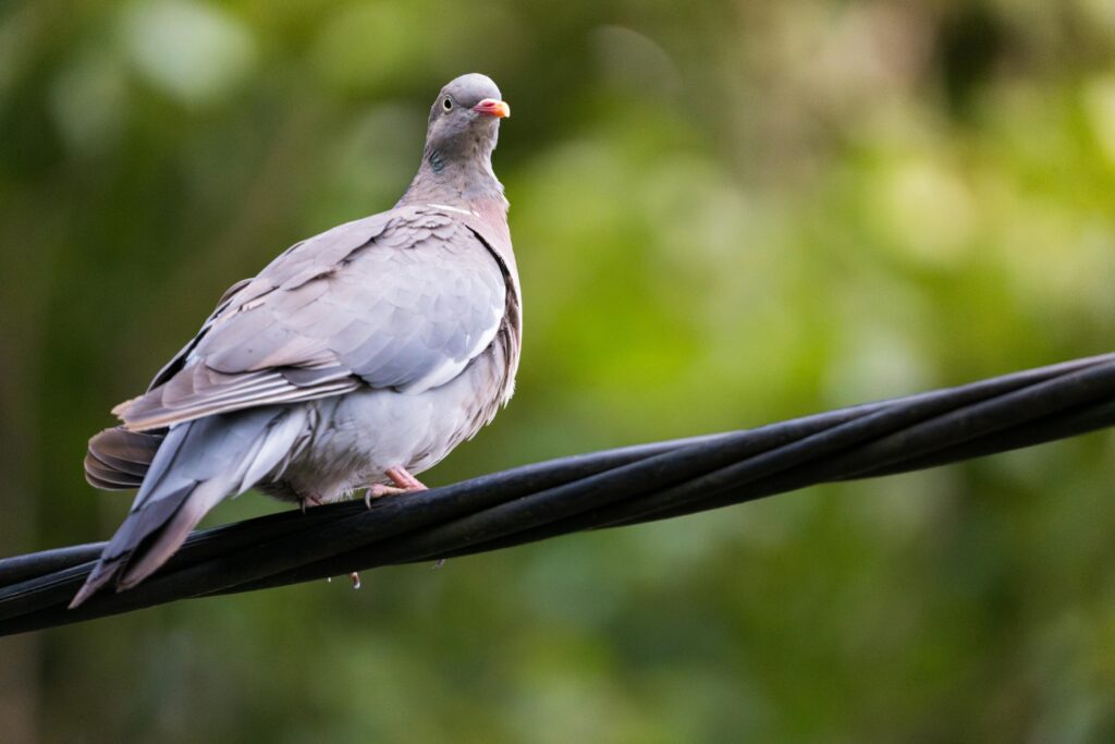 A detailed photograph of a pigeon perched on a wire against a blurred green background, showcasing nature's beauty.