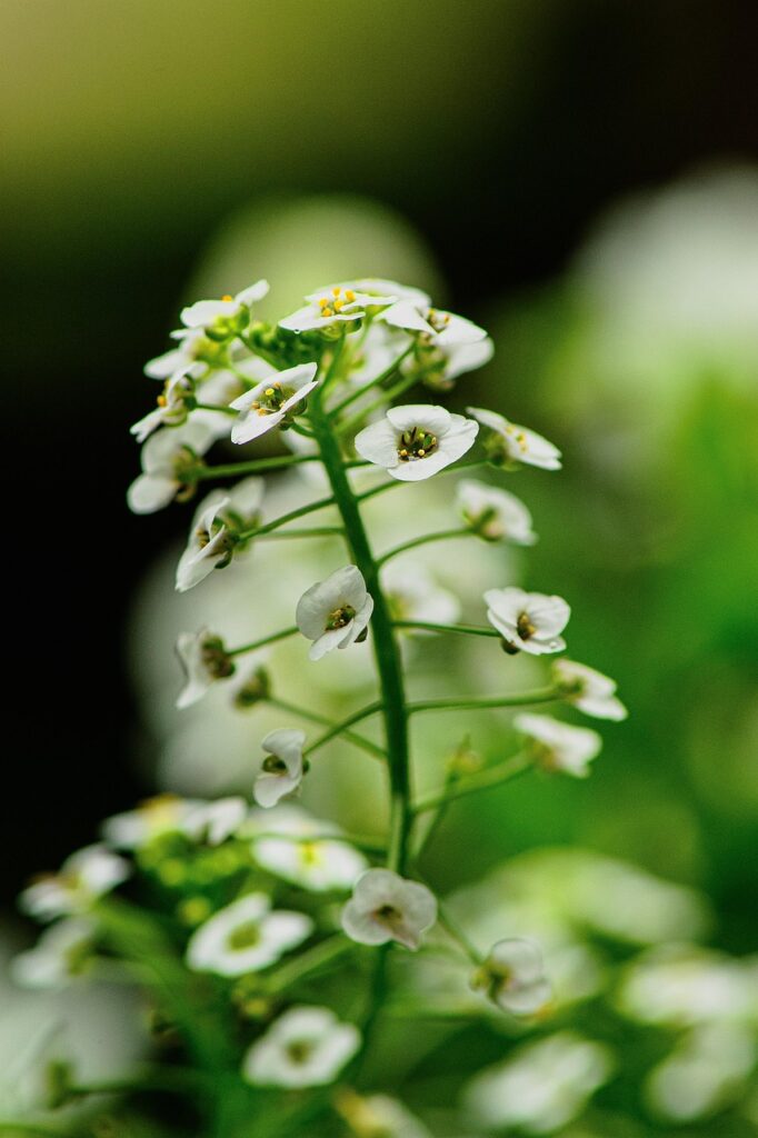 flower, plant, petals, alyssum, bloom, flower background, wildlife, nature, closeup, flora, fauna, beautiful flowers, silverweed, seacress, flower wallpaper, bush, shrub