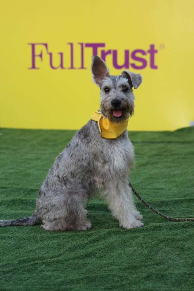 schnauzer, dog, dog competition, dog obedience, pet, dog training, competition, obedience, stay, calm, animal, trust, attachment, companionship, adorable, happy dog