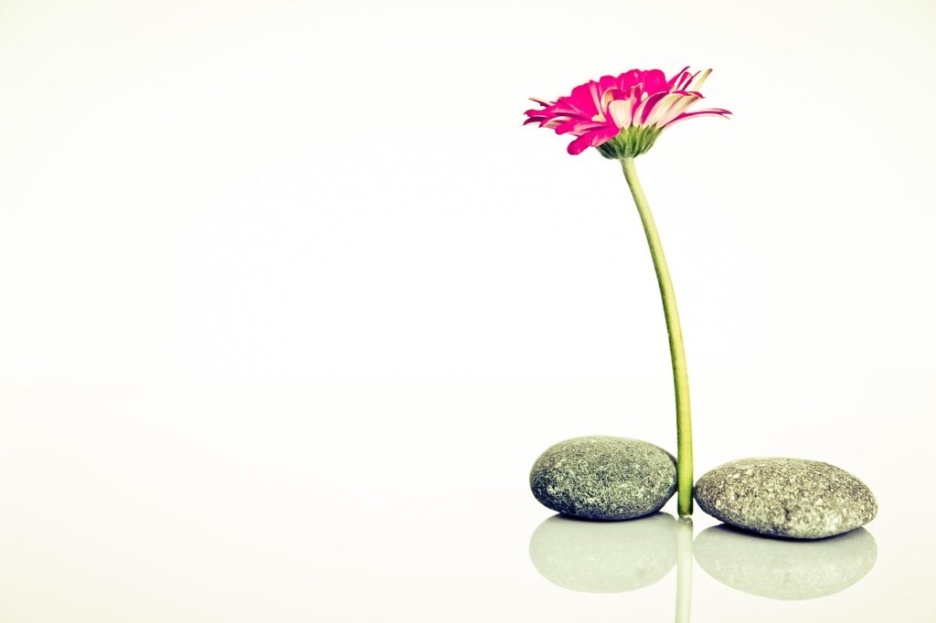 wellness, health, harmony, recreation, feel good, meditation, balance, inner calm, relaxation, the atmosphere, inspiration, harmony, meditation, balance, inspiration, inspiration, inspiration, inspiration, inspiration